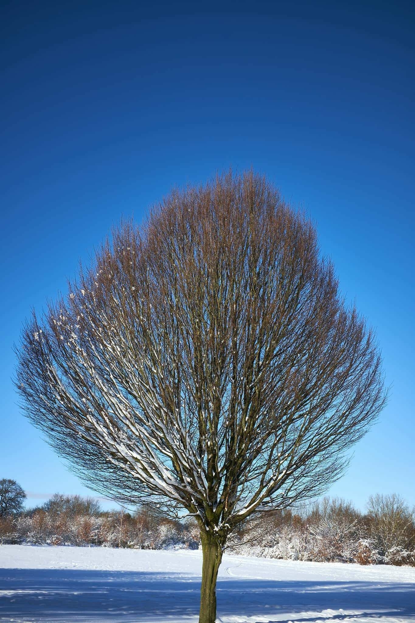 A beautifully shaped hornbeam tree in a snowy park, with a deep blue sky above it.
