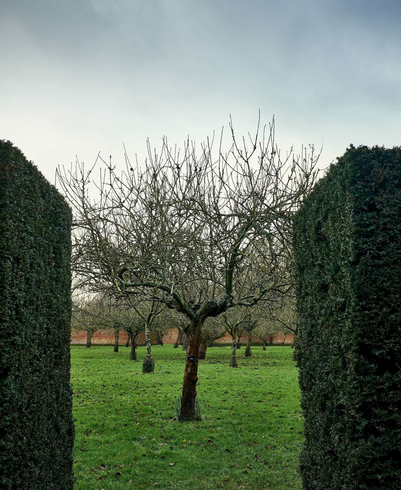 A winter scene of an orchard. An old apple tree can be seen in the gap between two dense hedges.